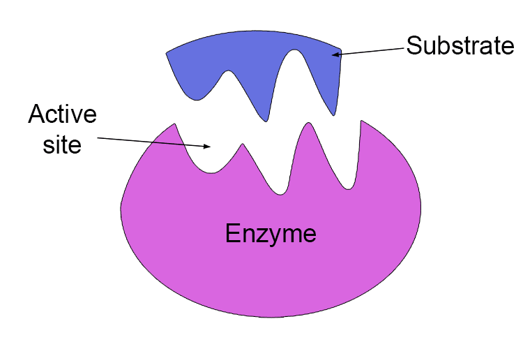 The area where these molecules fit is known as the active site. 